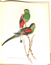 Exotische Vogel 10/24
